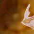 Vintage Murano Kâse UPA4